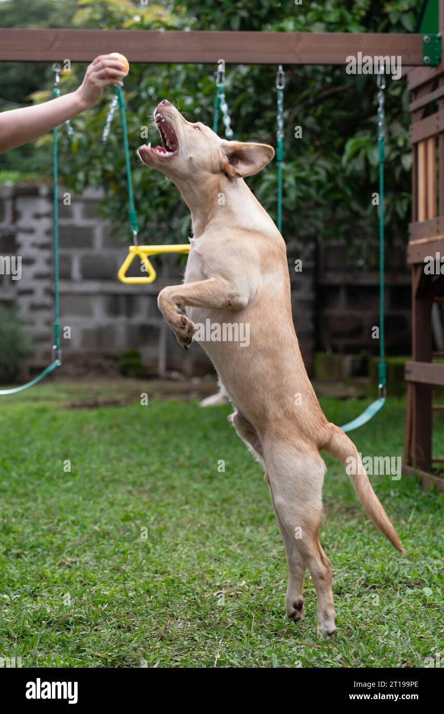Labrador-Hund springt hoch, um Spielzeug im Park zu holen Stockfoto