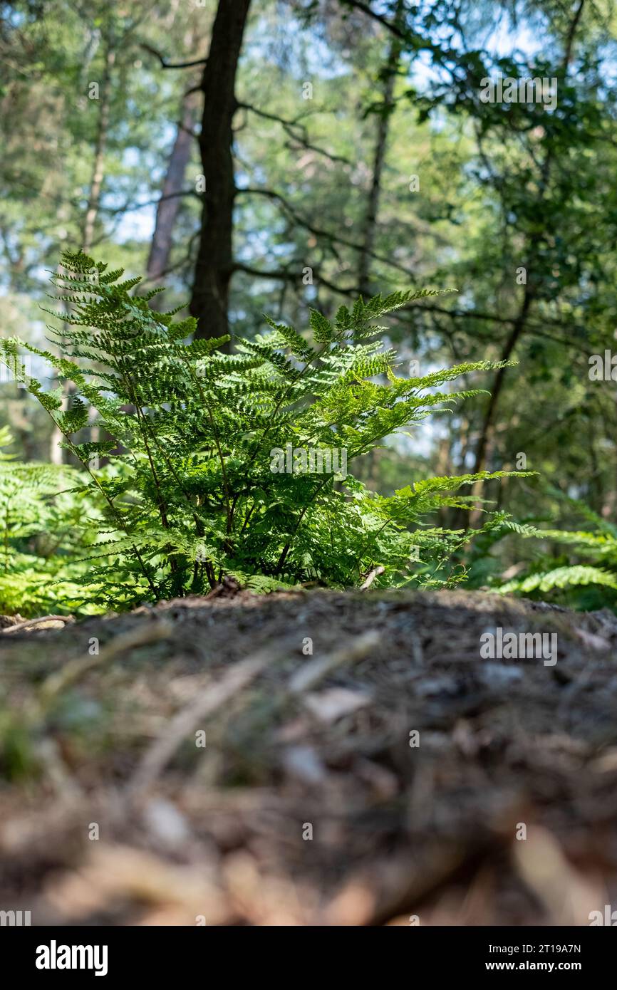 Eine Nahaufnahme eines lebendigen Farns, zentral und scharf im Fokus, vor einem wunderschönen unscharfen Hintergrund des üppigen Waldes, bietet eine ruhige Waldszene. Farn auf Log in Forest Close-up. Hochwertige Fotos Stockfoto