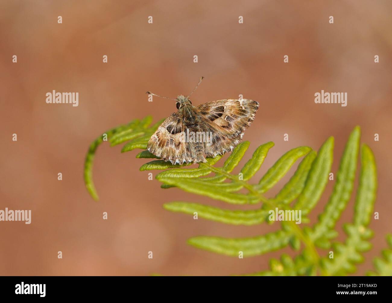 Malven-Skipper, Schmetterling, Carcharodus alceae auf einem Farn, Andalusien, Spanien. Stockfoto