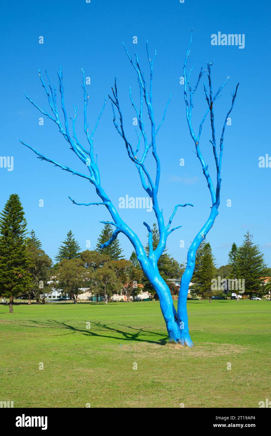 Dead Tree malte blau, Teil des Blue Tree Project zur Sensibilisierung für psychische Probleme, Jubilee Park, City Beach, Perth, Western Australia. Stockfoto