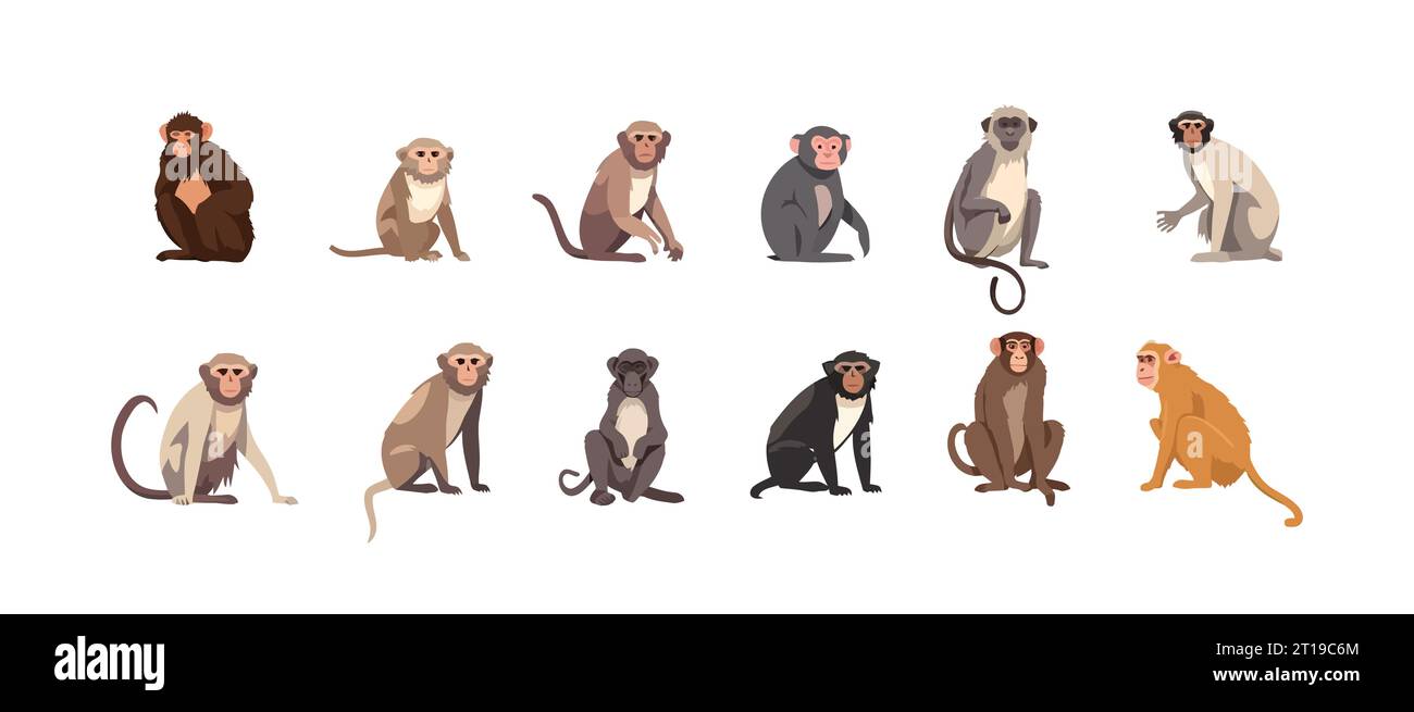 Affe Set flache Zeichentrickfilm isoliert auf weißem Hintergrund. Vektor-isolierte Abbildung Stock Vektor