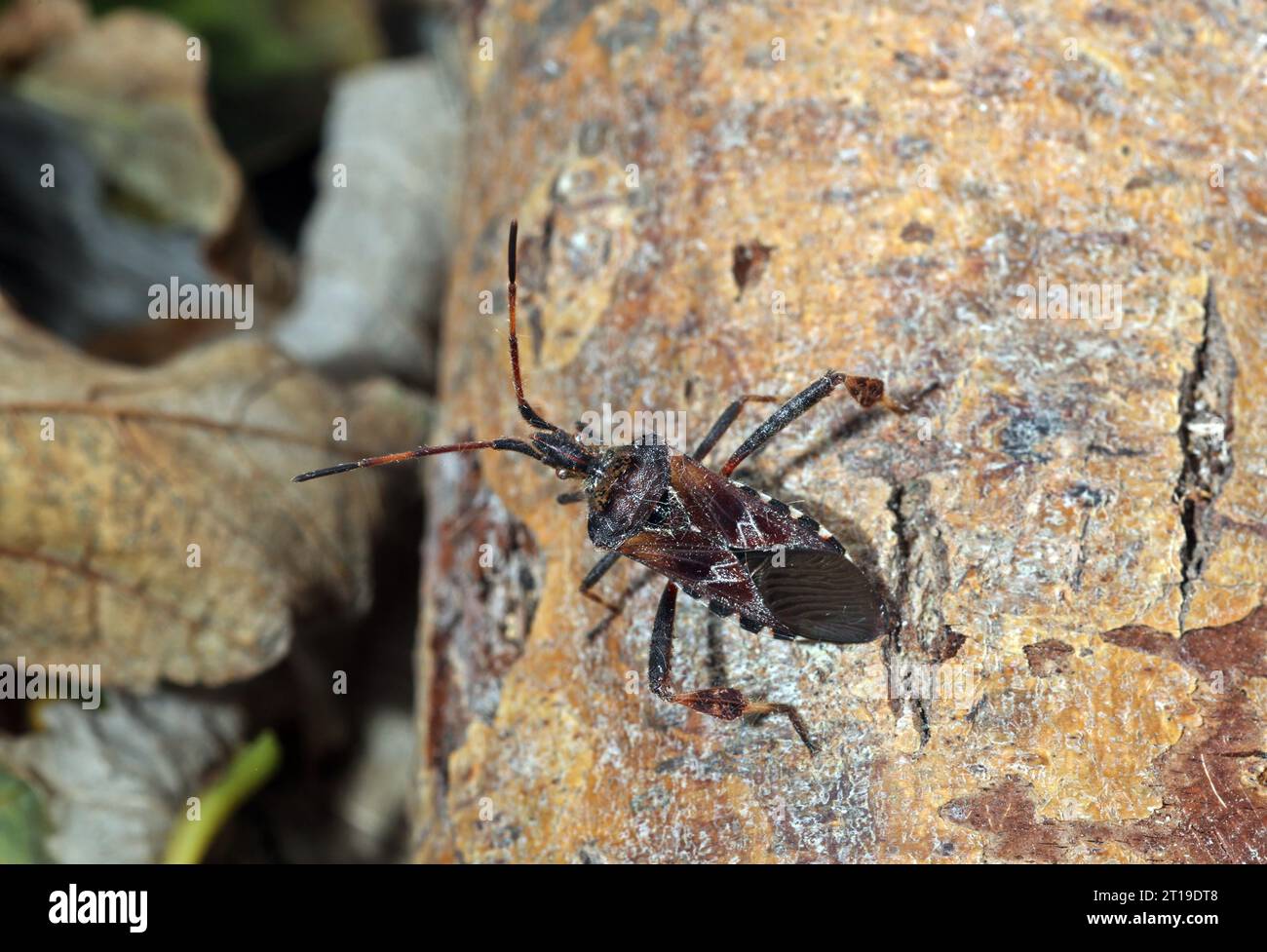 Westlicher Konifer Seedbug (Leptoglossus occidentalis), Erwachsener in Ruhe auf dem Zweig Eccles-on-Sea, Norfolk, Vereinigtes Königreich. September Stockfoto