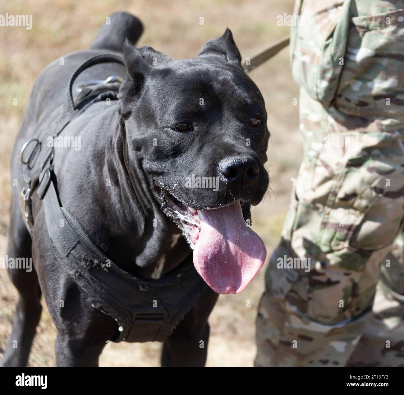 Porträt eines italienischen Mastiff Cane Corso. Schwarz-weiße italienische Mastiff Cane Corso im Freien. Gehtraining auf einem Ebenen Fahrerlager. Große Ro-Rasse Stockfoto