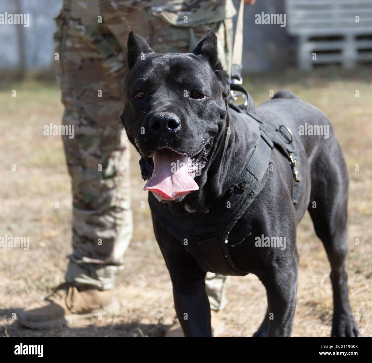 Porträt eines italienischen Mastiff Cane Corso. Schwarz-weiße italienische Mastiff Cane Corso im Freien. Gehtraining auf einem Ebenen Fahrerlager. Große Ro-Rasse Stockfoto