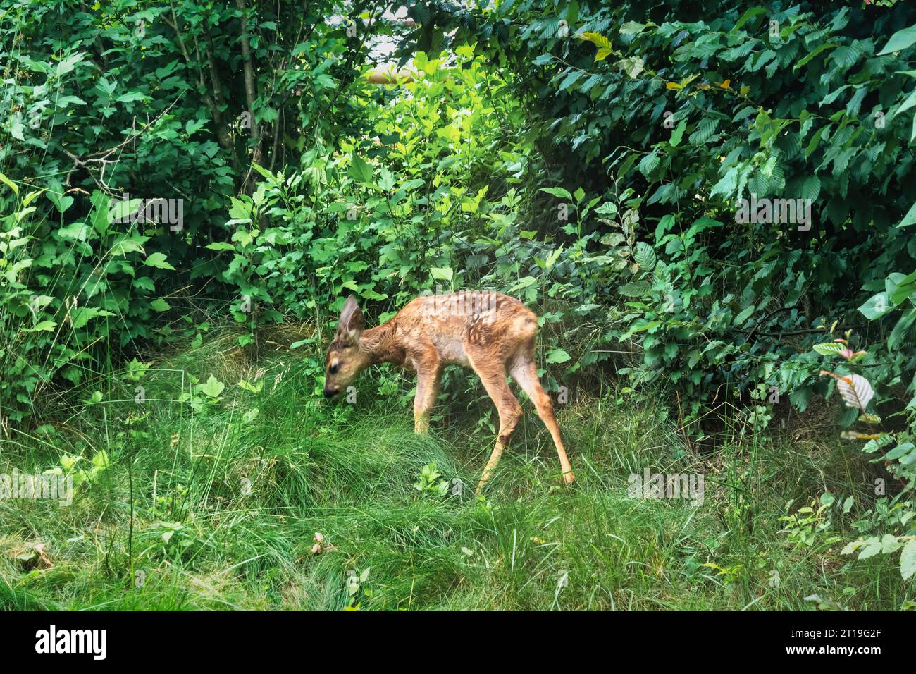 Ein Rehkitz (Baby) (Capreolus capreolus). Stockfoto