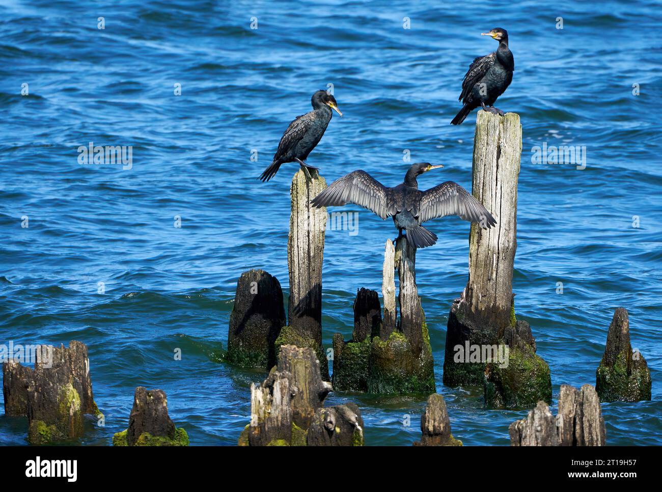 Drei große Kormorane (Phalacrocorax carbo) sitzen auf alten verwitterten Kühnen im Meer, einer mit gespreizten Flügeln Stockfoto