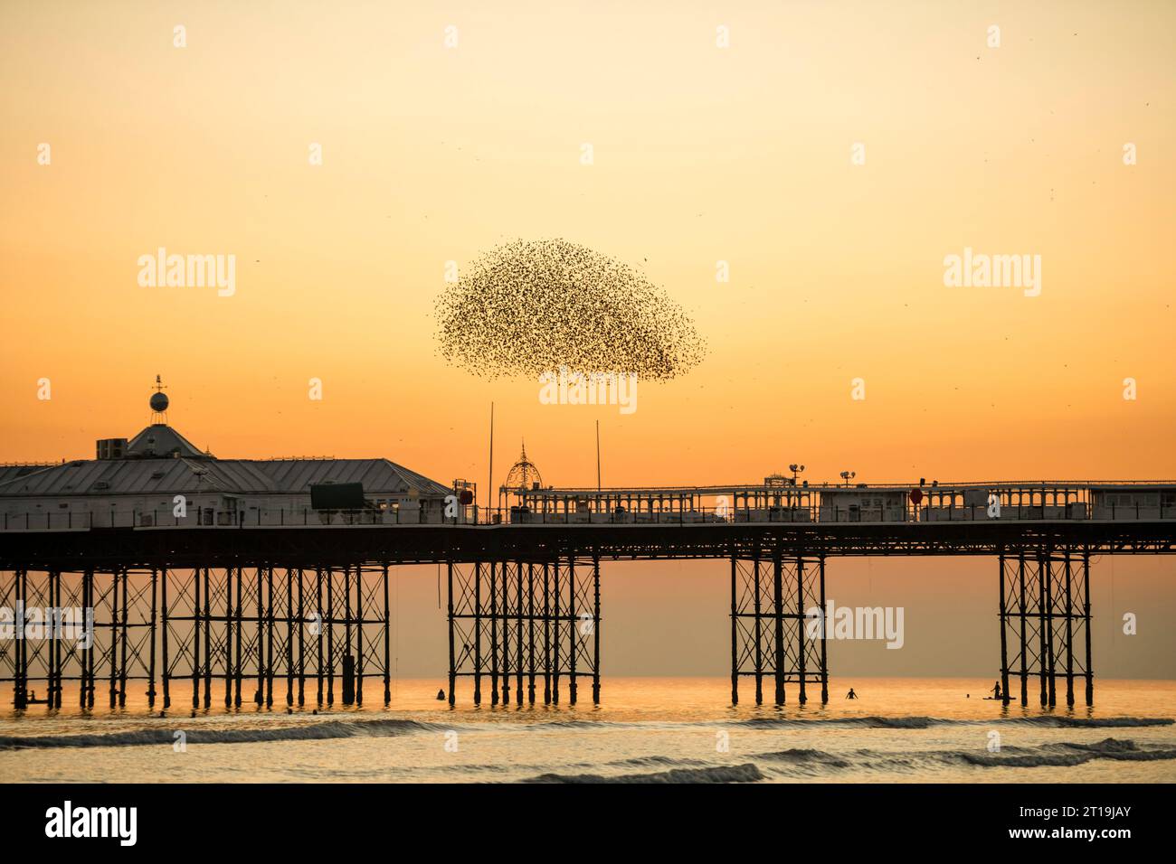 Tausende von Starlingen kehren aus der ganzen Landschaft von Sussex zurück, um sich auf den Brighton Piers niederzuschlagen. Die spektakulären Murrationen können überall entlang der Küste zwischen den Piers in der Abenddämmerung in den Herbst- und Wintermonaten beobachtet werden. Der Anblick tausender Starlinge, die in perfekter Form über den Himmel fliegen, ist eines der unglaublichsten Tierphänomene Großbritanniens. Stockfoto