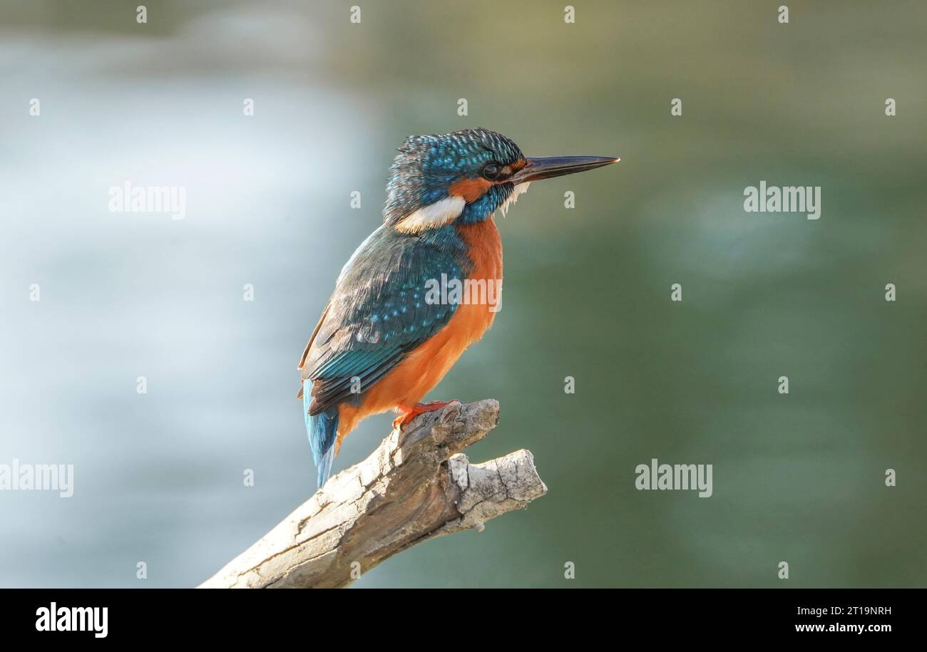 Gemeiner eisvogel, eurasischer Eisvogel (männlich) am Fluss, auf der Suche nach Fisch, Andalusien, Spanien. Stockfoto