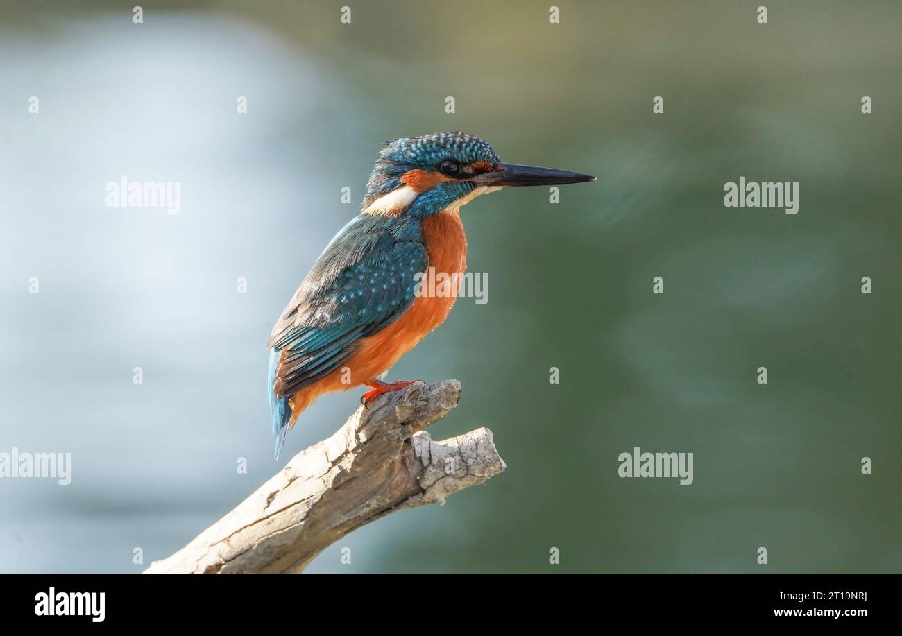 Gemeiner eisvogel, eurasischer Eisvogel (männlich) am Fluss, auf der Suche nach Fisch, Andalusien, Spanien. Stockfoto