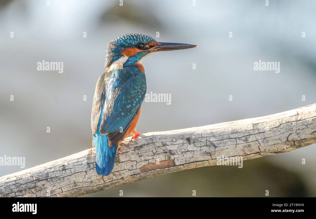 Gemeiner eisvogel, eurasischer Eisvogel (männlich) am Fluss, auf der Suche nach Fisch, Andalusien, Spanien. Stockfoto
