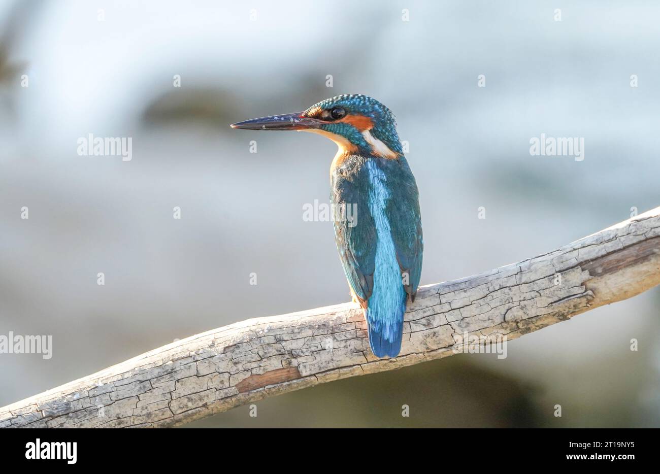 Gemeiner eisvogel, eurasischer Eisvogel (männlich) am Fluss, auf der Suche nach Fisch, Andalusien, Spanien. Stockfoto
