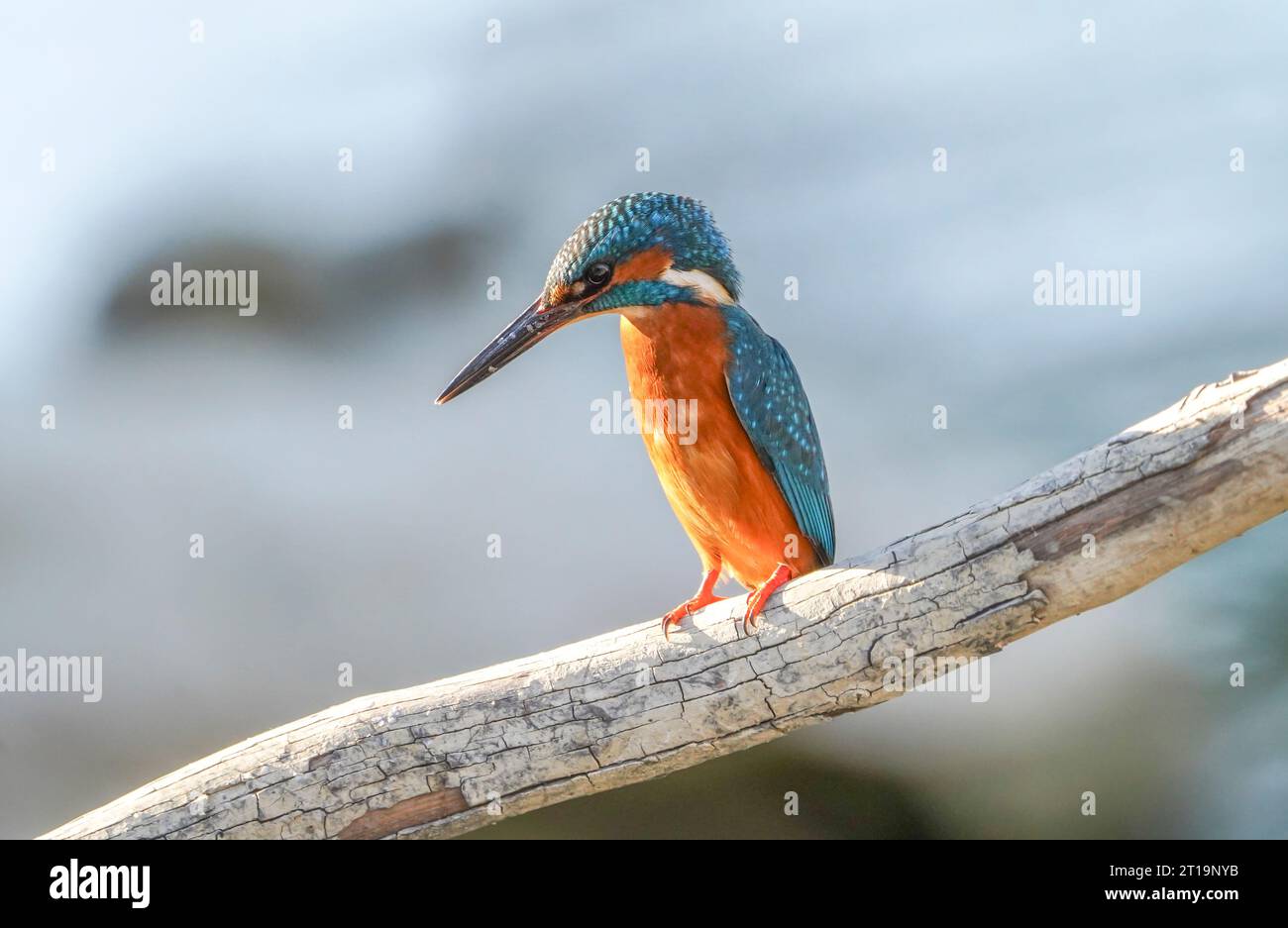 Gemeiner eisvogel, eurasischer Eisvogel, Vorderansicht eines Mannes am Fluss, auf der Suche nach Fisch, Andalusien, Spanien. Stockfoto