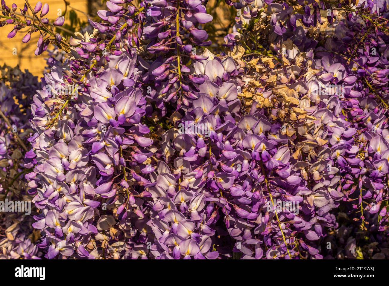 Nahaufnahme der französischen Wisterien in Blüte im April. Stockfoto