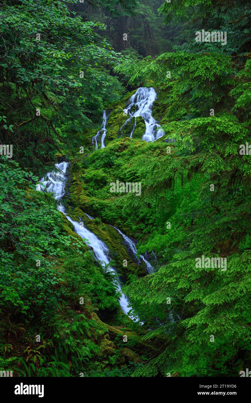 Bunch Falls im Olympic National Park, Washington, USA. Stockfoto