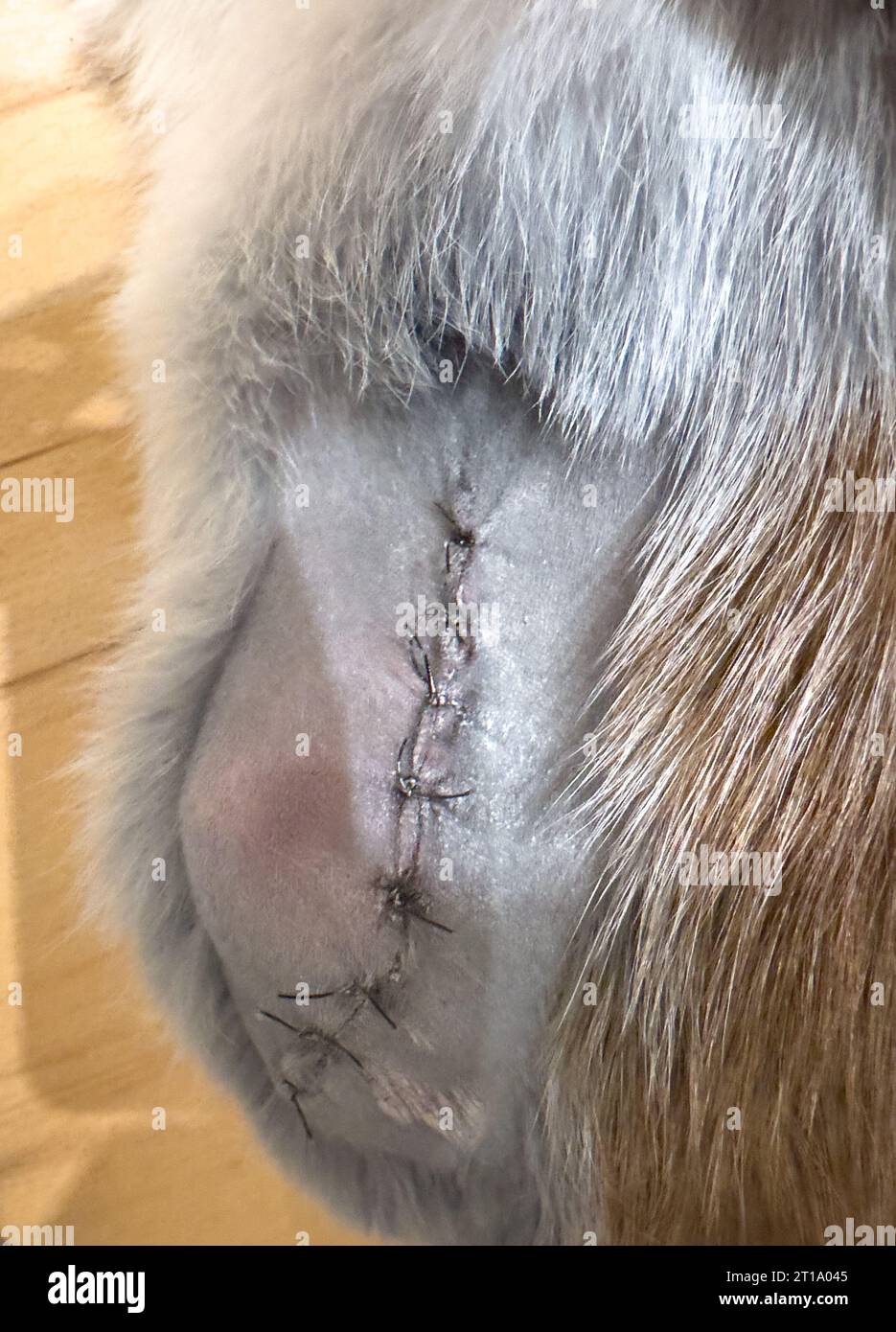 Katze krank mit operativ behandelter Wunde Stockfoto