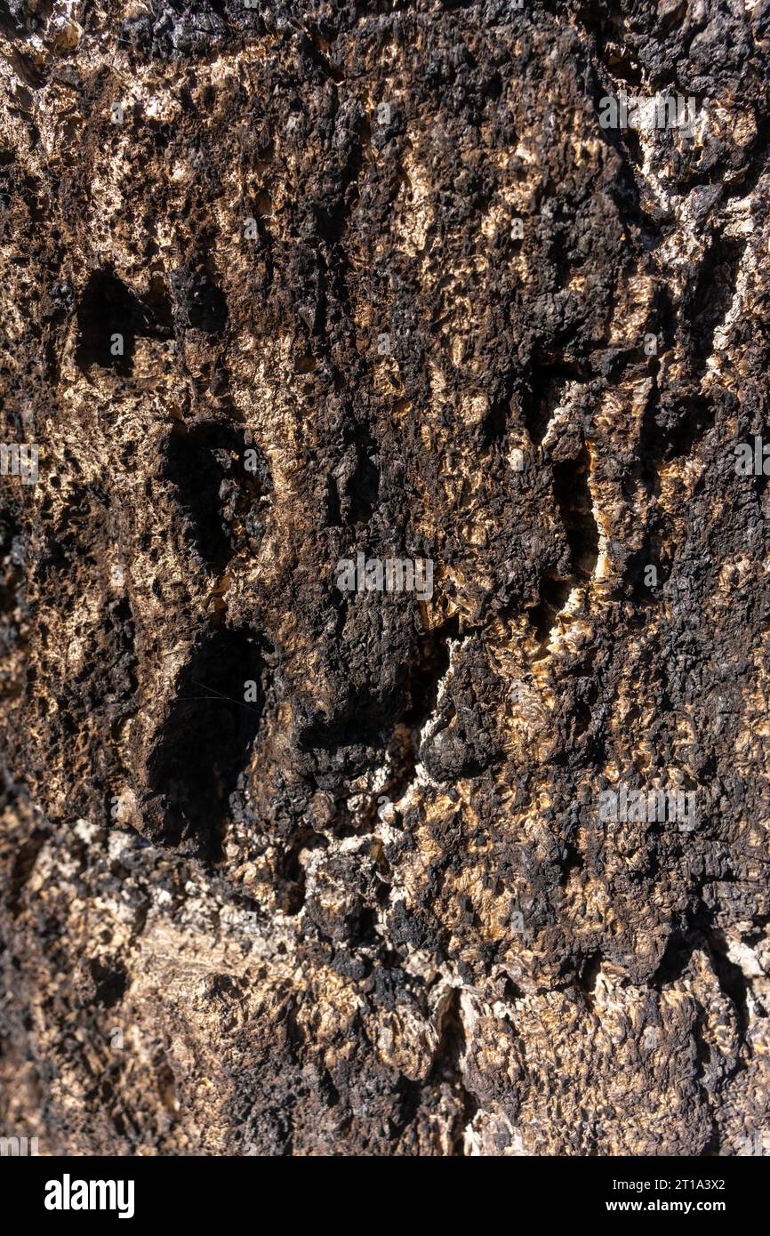 Nahaufnahme der Rindenstruktur eines Eichenbaums mit seinen komplizierten natürlichen Mustern. Stockfoto