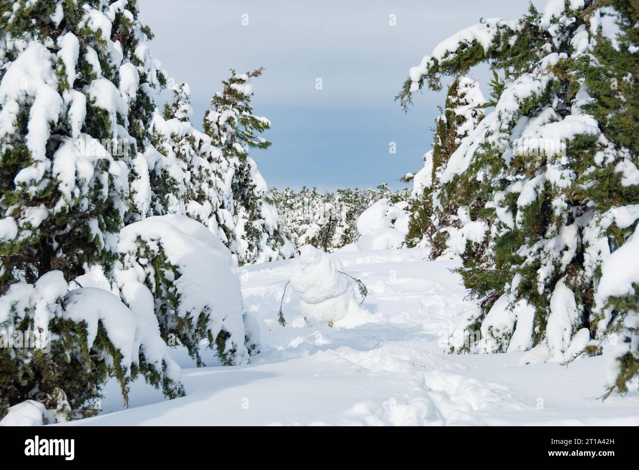 verschneite Tannen Stockfoto