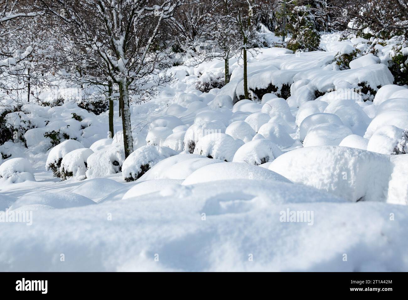 Schneebedeckte Landschaft Stockfoto