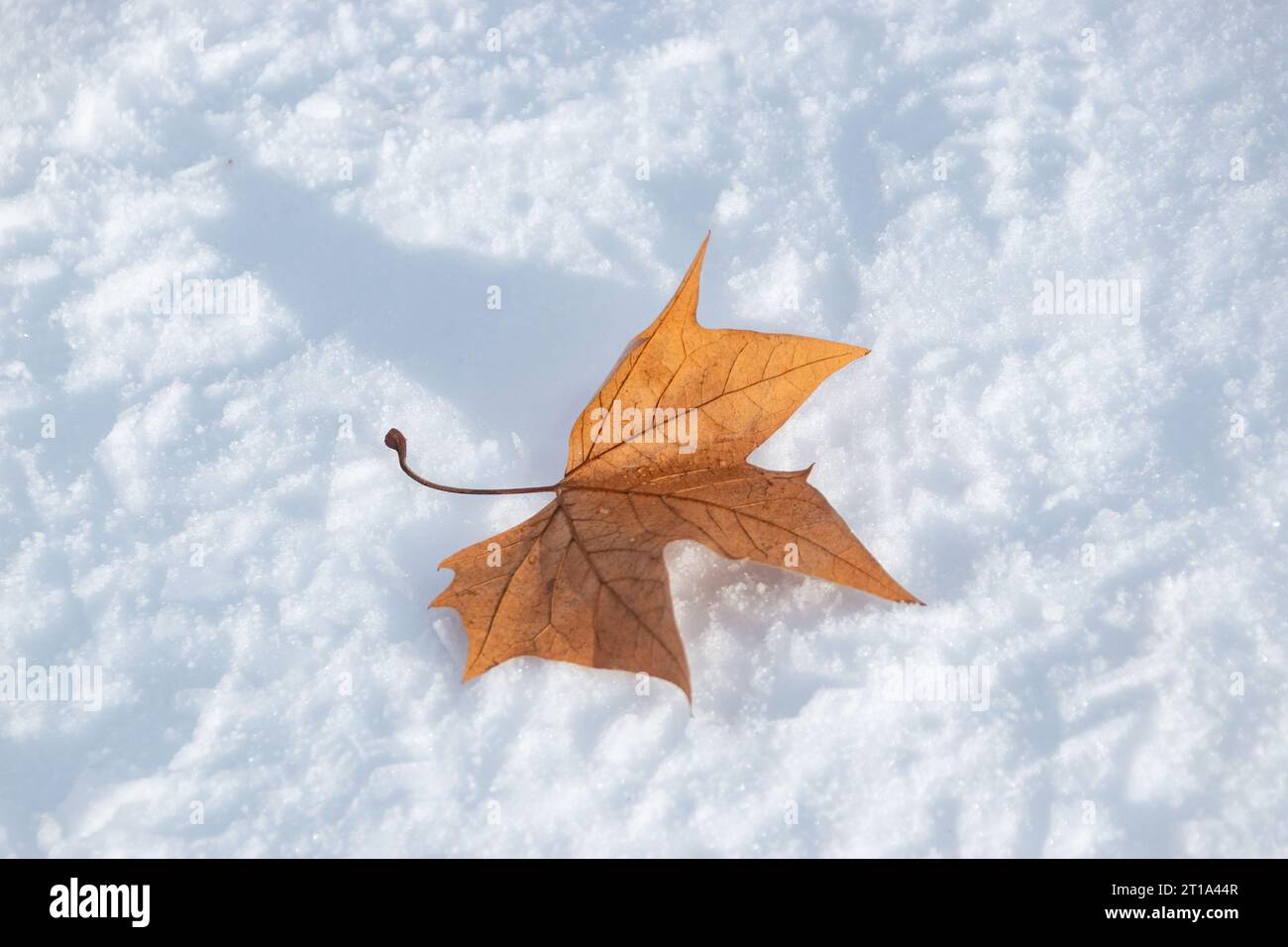 Herbst im Winter Stockfoto