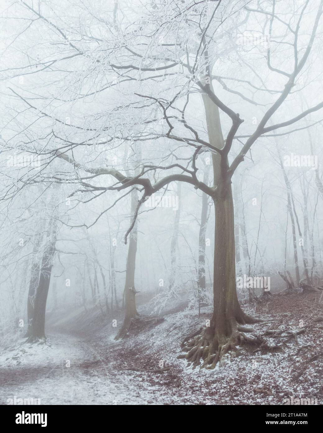 Eine wunderschöne verschneite Waldlandschaft im Winter. Stockfoto