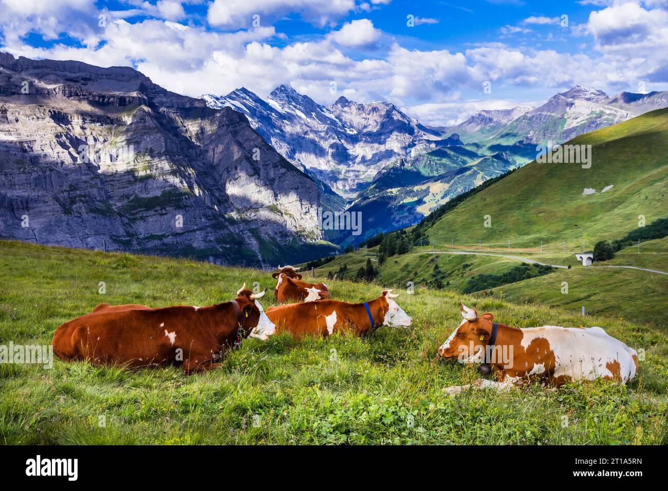 Naturlandschaft Schweiz. Grüne schweizer Weiden mit Kühen umgeben von Alpen und schneebedeckten Gipfeln Stockfoto
