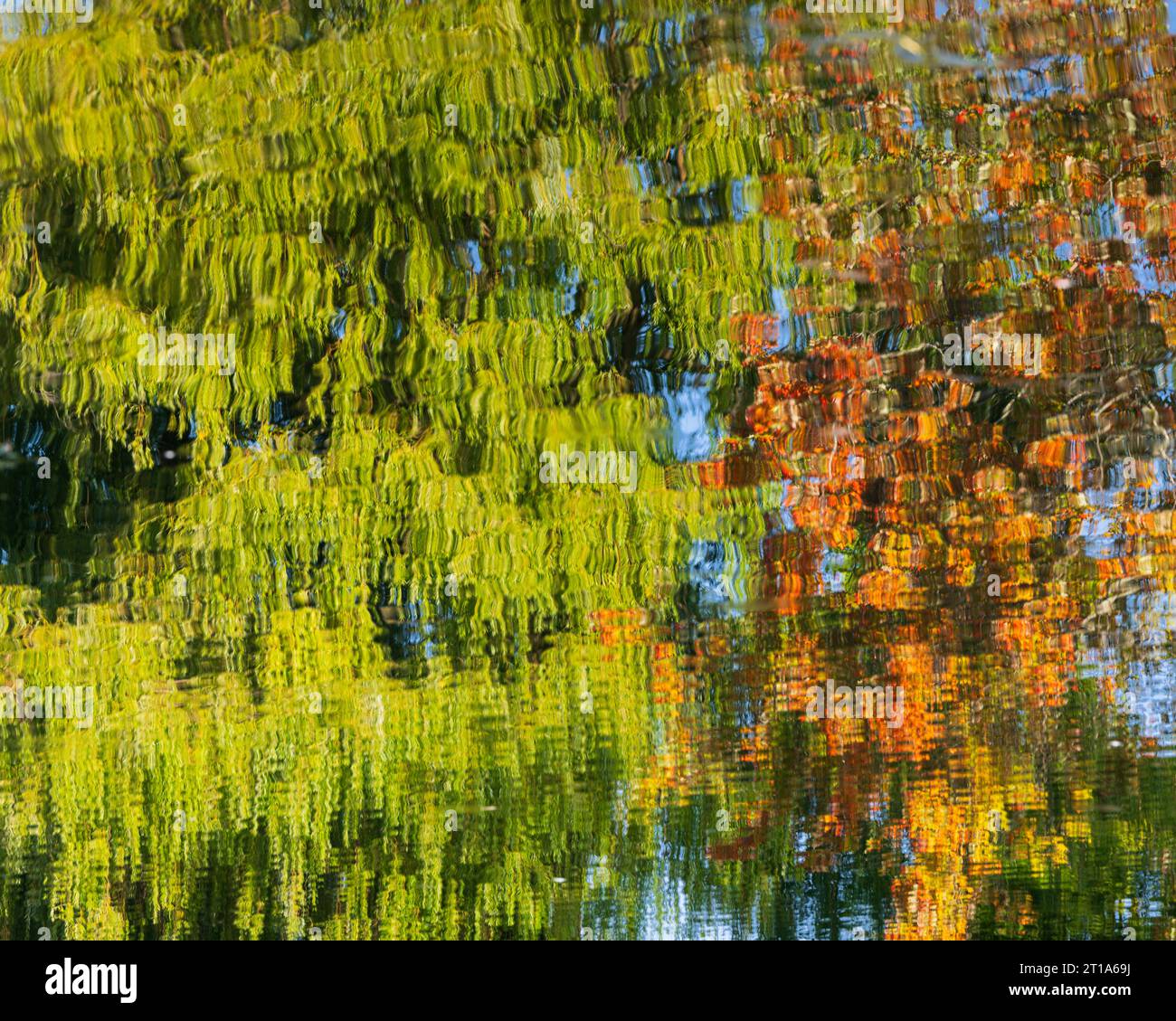 Reflektionen von Bäumen und Herbstfarben von Grün und Orange auf einem Teich auf Centre Island in Toronto, Ontario Stockfoto