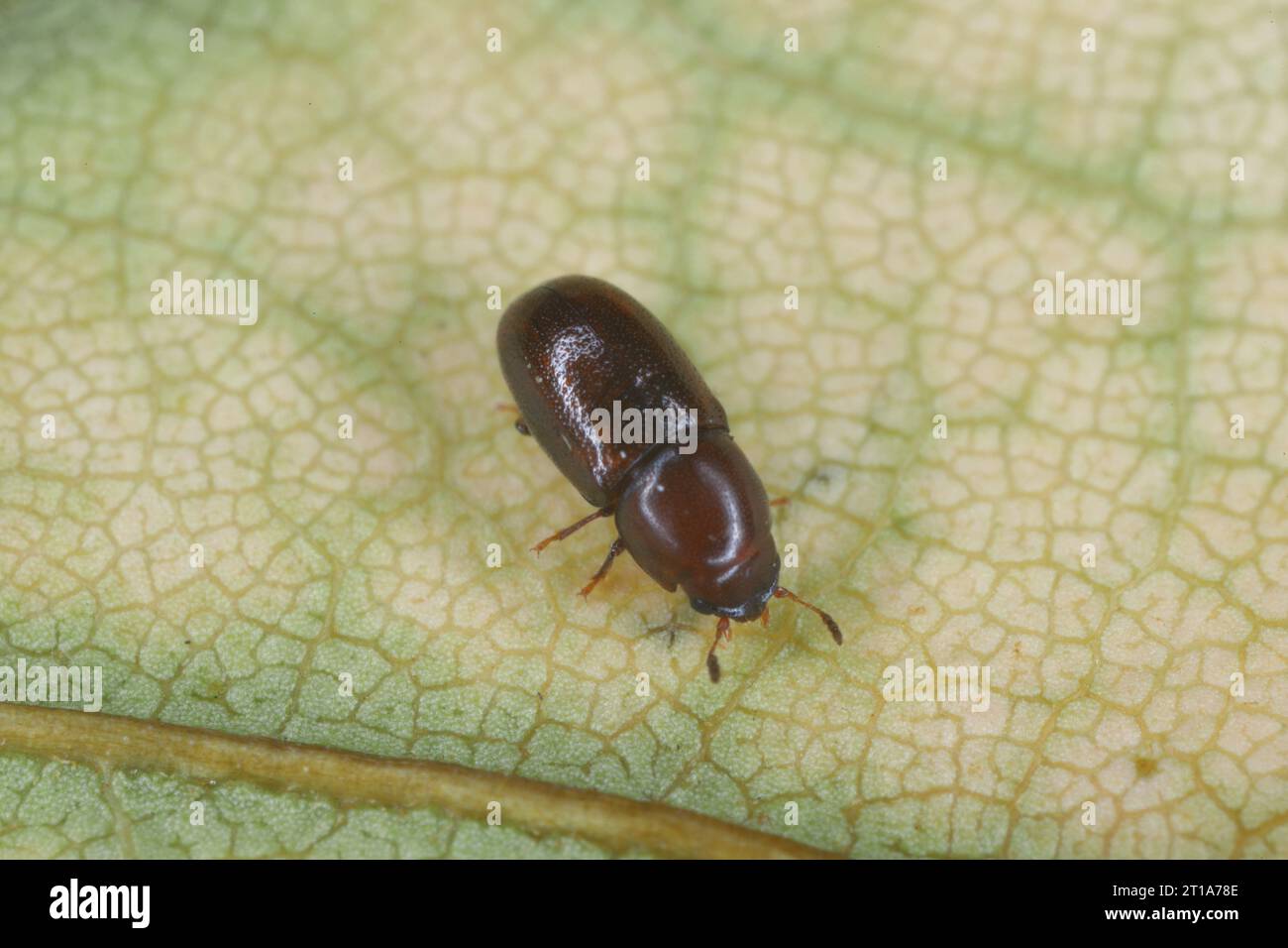 Winziger Baumpilzkäfer in der Familie Ciidae auf einem Blatt. Stockfoto