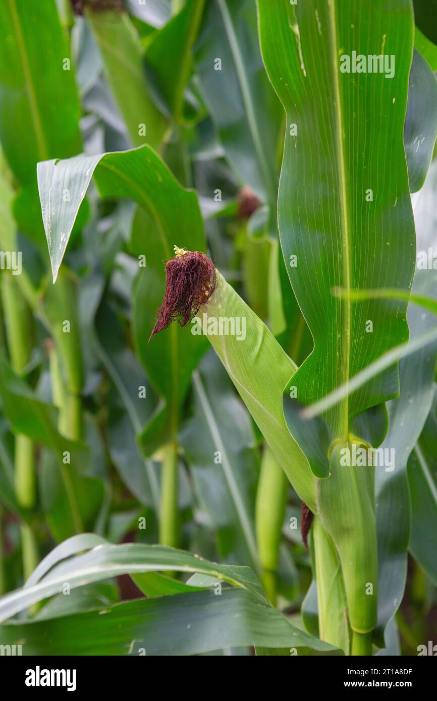 Maisstämme mit frischen, grünen Blättern, die auf landwirtschaftlichem Gebiet angebaut werden. Maiskolben auf Maisplantagen Stockfoto