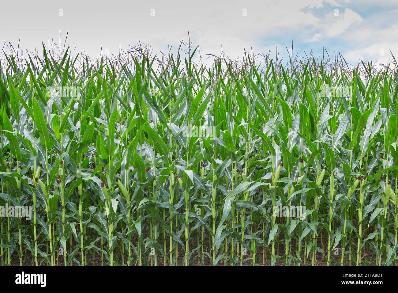 Maisstämme mit frischen, grünen Blättern, die auf landwirtschaftlichem Gebiet angebaut werden. Maiskolben auf Maisplantagen Stockfoto