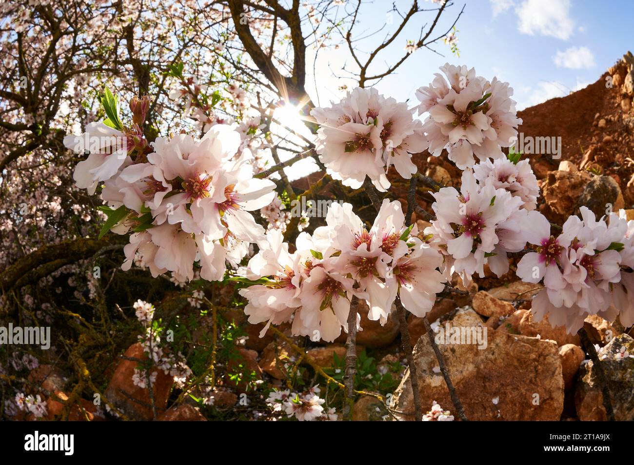 Mandelbaum (Prunus amygdalus dulcis) Blüten in voller Blüte im Frühjahr (Llíber, Vall de Pop Tal, Marina Alta, Alicante, Spanien) Stockfoto