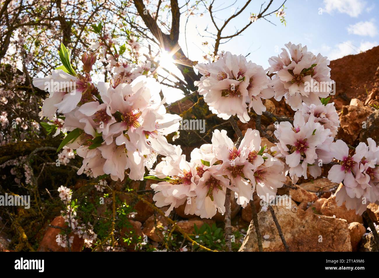 Mandelbaum (Prunus amygdalus dulcis) Blüten in voller Blüte im Frühjahr (Llíber, Vall de Pop Tal, Marina Alta, Alicante, Spanien) Stockfoto