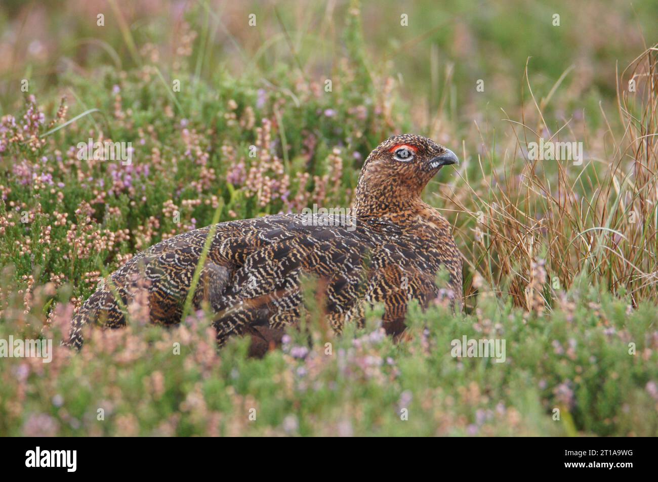 Rothühner (Lagopus lagopus scotia), Swaledale, Yorkshire Dales, North Yorkshire, England, UK Stockfoto