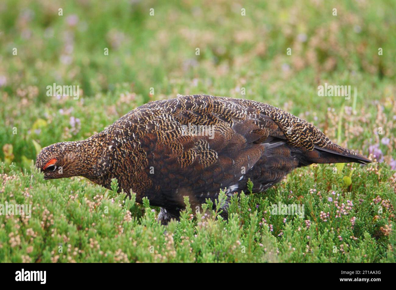 Rothühner (Lagopus lagopus scotia), Swaledale, Yorkshire Dales, North Yorkshire, England, UK Stockfoto