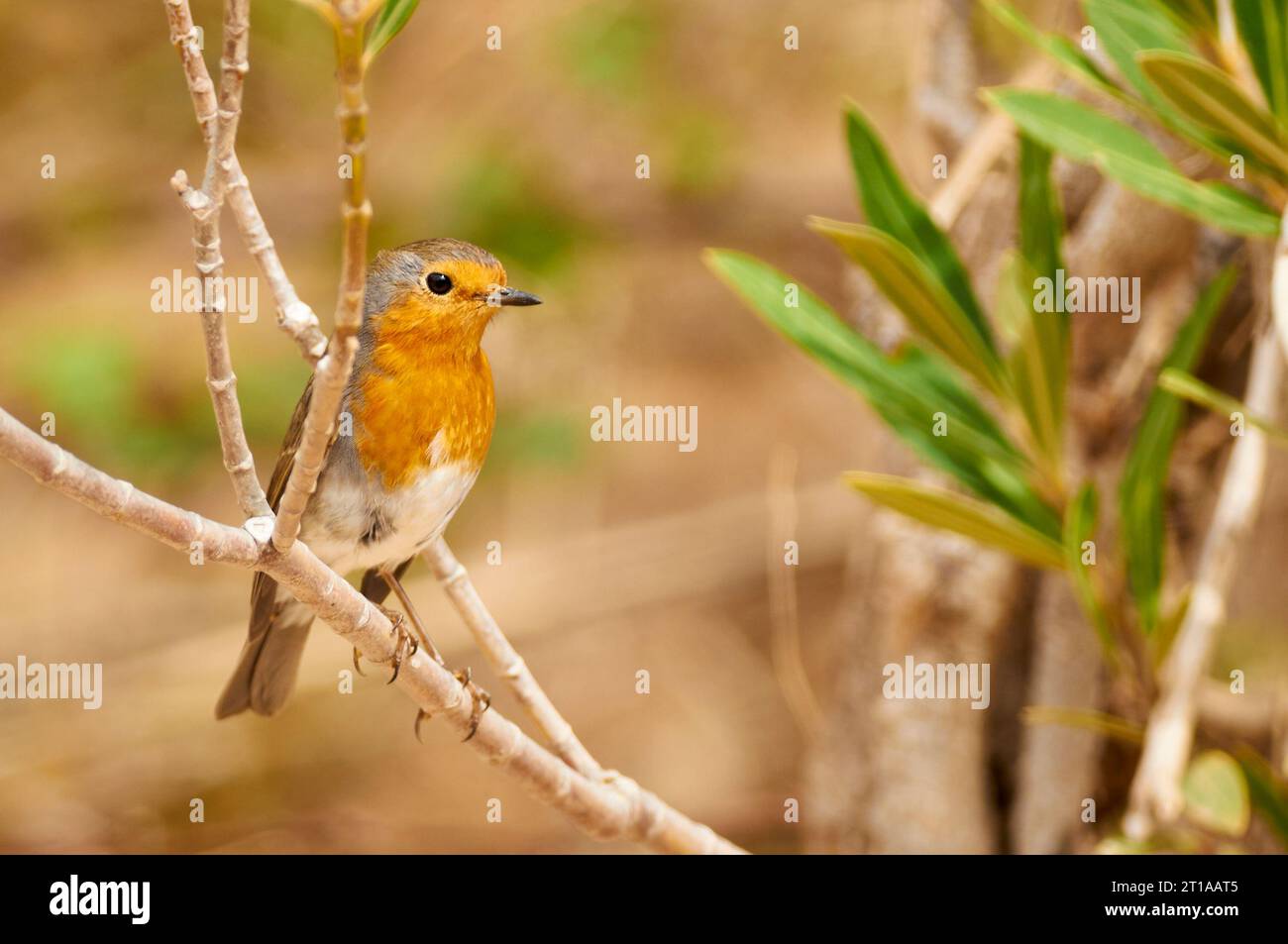 Rotbrust (Erithacus rubecula) auf einem Zweig neben dem Fluss Gorgos (Llíber, Vall de Pop Valley, Marina Alta, Alicante, Spanien) Stockfoto