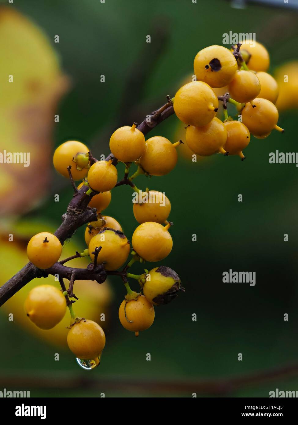 Gelbe Herbstbeeren des hartmilchzwindenden Kletterers Celastrus orbiculatusCelastrus orbiculatus Stockfoto