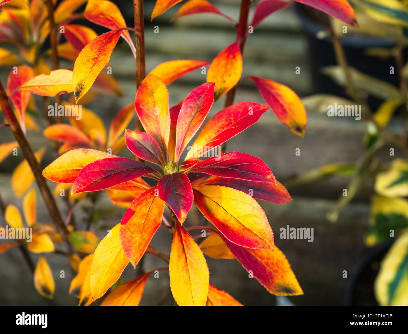 Rote und goldene Herbstfarbe im Laub des harten immergrünen kleinen Baumes Enkianthus campanulatus Stockfoto