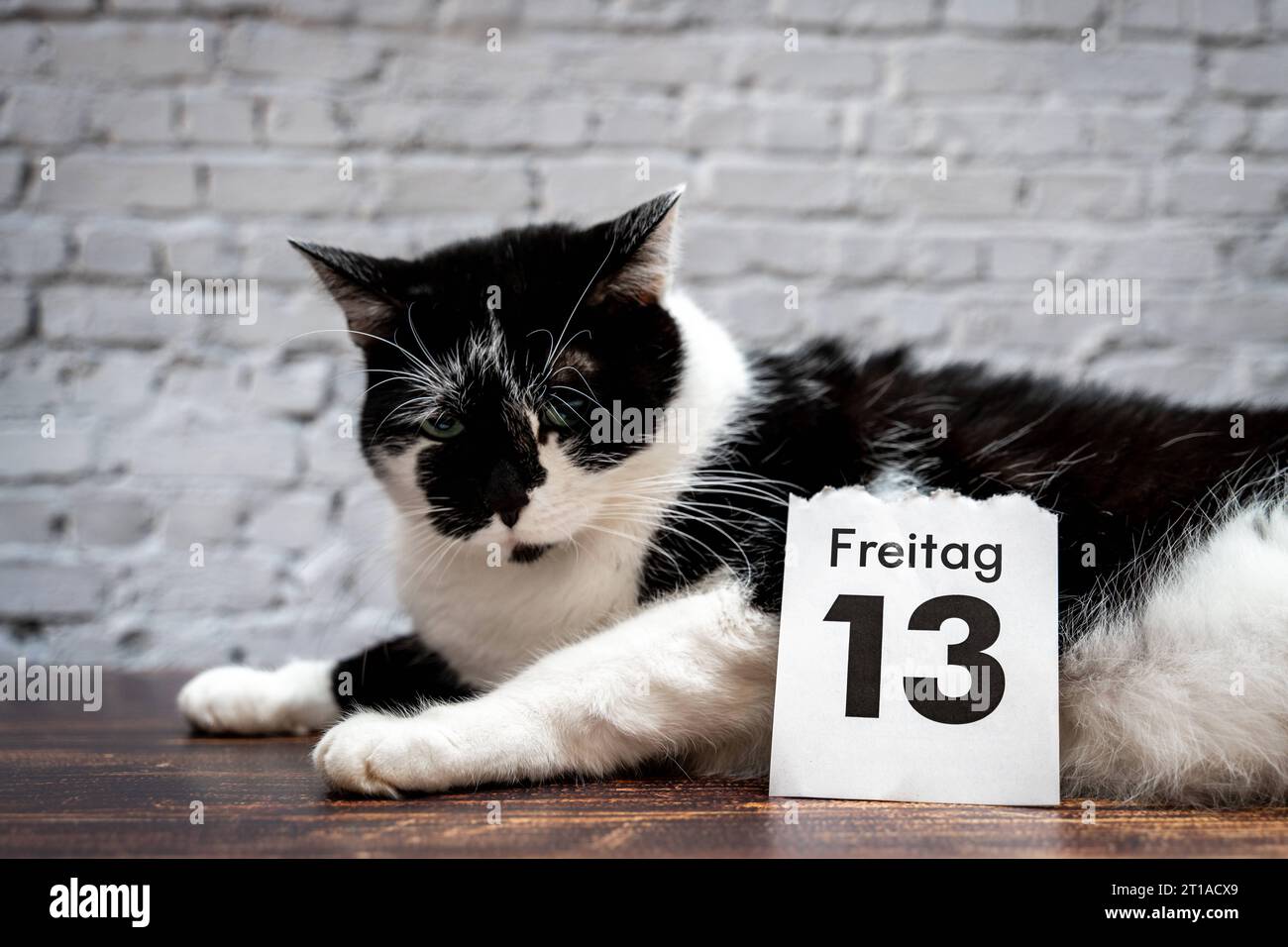 Augsburg, Bayern, Deutschland. Oktober 2023. Schwarze Katze mit einem Kalender mit Datum Freitag der 13. Unglücksfreitag die 13. FOTOMONTAGE *** Schwarze Katze mit einem Kalender mit Datum Freitag der 13. Unglückstag Freitag der Dreizehnte FOTOMONTAGE Credit: Imago/Alamy Live News Stockfoto