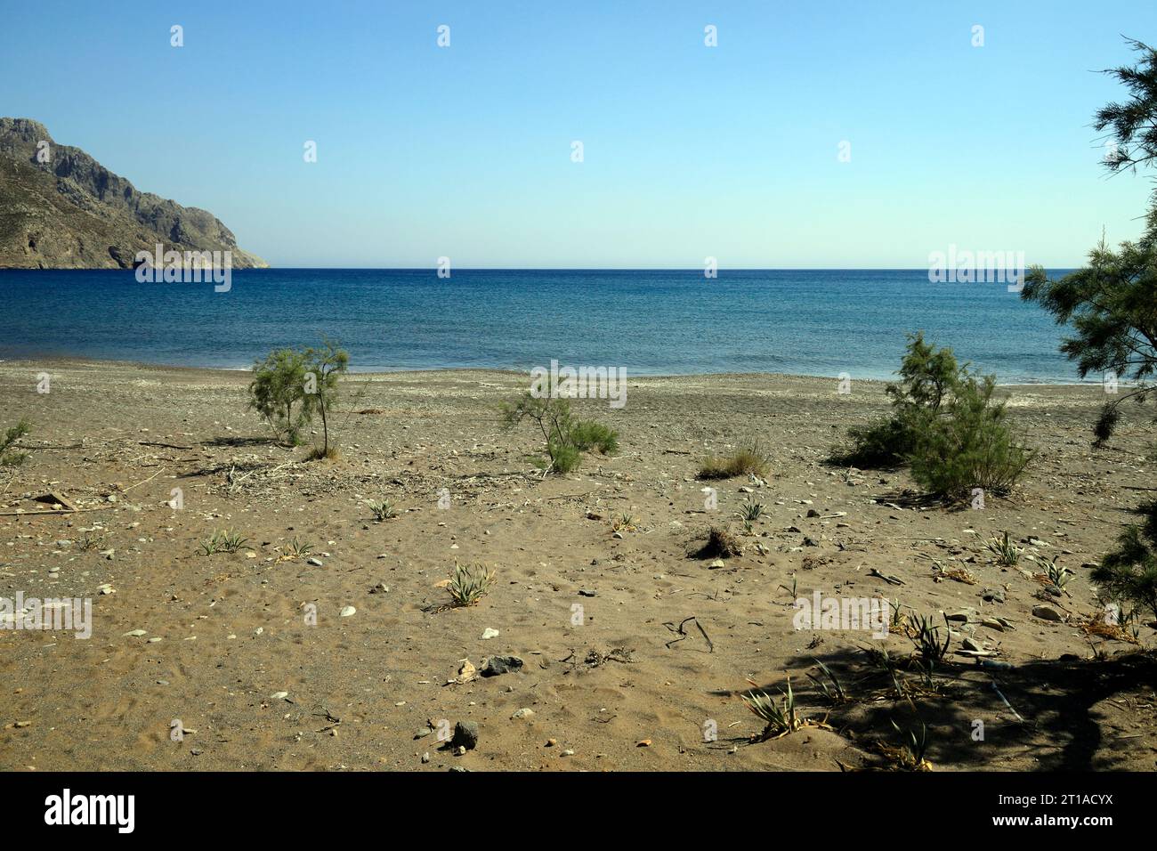 Junge Tamarisken, die sich im Sand am Eristos Beach auf der Insel Tilos niederschlagen, helfen, ein neues Sanddünen-System zu bilden. Vom Juni/Juli 2023. Stockfoto