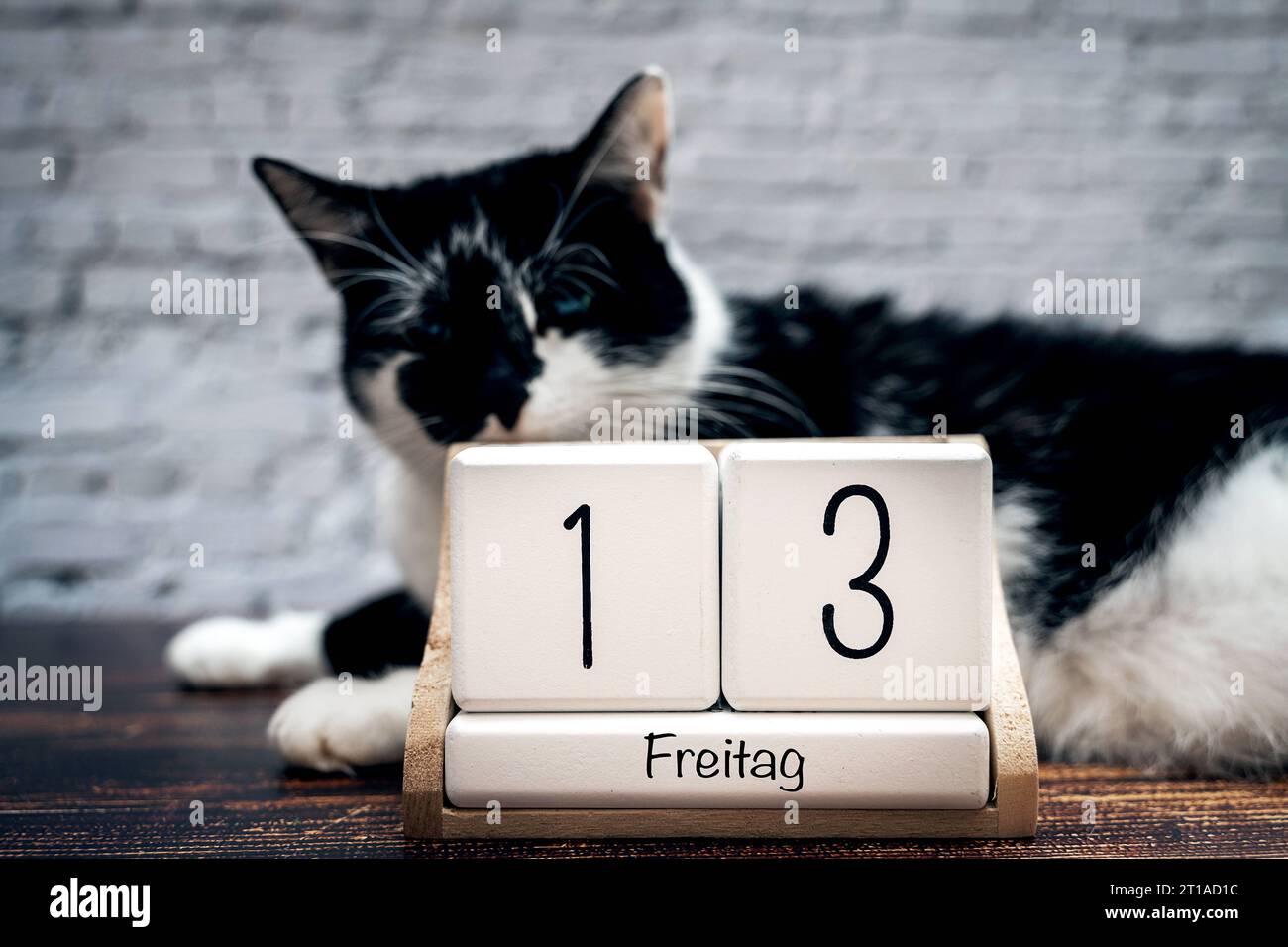 Augsburg, Bayern, Deutschland. Oktober 2023. Schwarze Katze mit einem Kalender mit Datum Freitag der 13. Unglücksfreitag die 13. FOTOMONTAGE *** Schwarze Katze mit einem Kalender mit Datum Freitag der 13. Unglückstag Freitag der Dreizehnte FOTOMONTAGE Credit: Imago/Alamy Live News Stockfoto