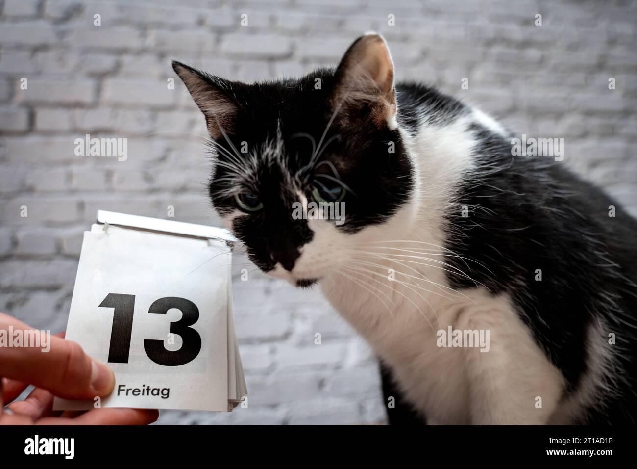 Augsburg, Bayern, Deutschland. Oktober 2023. Schwarze Katze mit einem Kalender mit Datum Freitag der 13. Unglücksfreitag die 13. FOTOMONTAGE *** Schwarze Katze mit einem Kalender mit Datum Freitag der 13. Unglückstag Freitag der Dreizehnte FOTOMONTAGE Credit: Imago/Alamy Live News Stockfoto