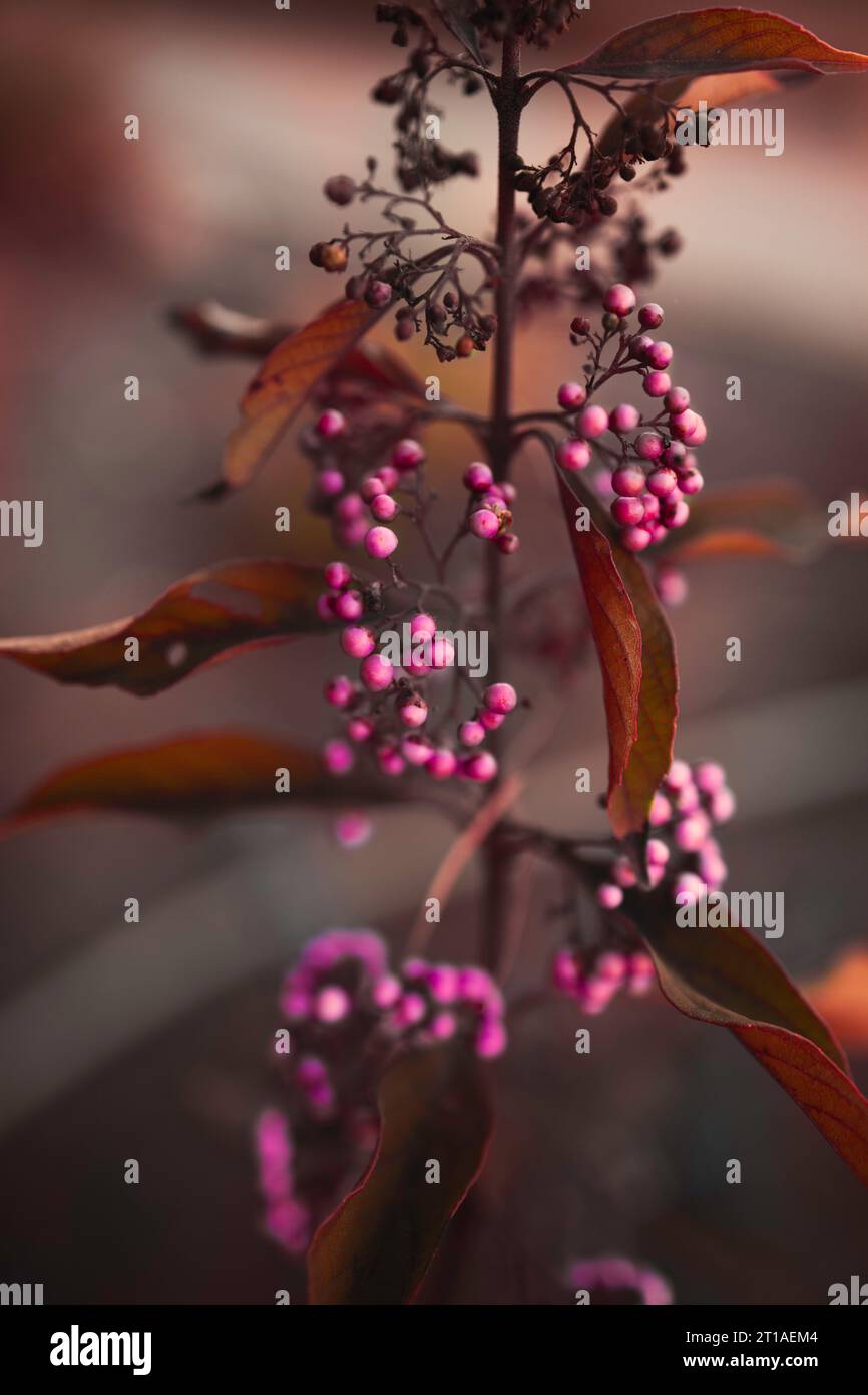 Eine Pearl Glam Beautyberry im Licht nach Sonnenuntergang zeigt Bronzeblätter und brillante Beeren mit violetten, rosa und magentafarbenen Farben. Stockfoto