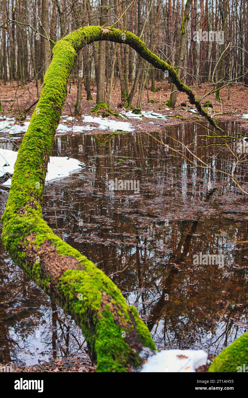 Alte gefallene Bäume bedeckt mit Moos über bewaldetem Gelände während der Wintersaison Stockfoto