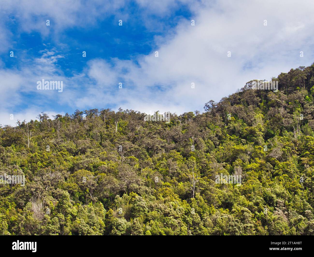 Mit Regenwald bewachsener Kamm gegen blauen Himmel mit interessanter Wolkenbildung, Landschaftsfoto in Hawaii im Volcanoes National Park. Stockfoto