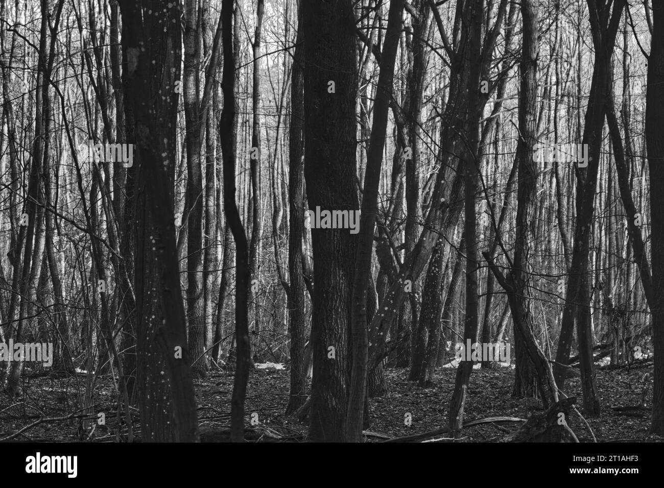 Gemäßigter Wald an sonnigen Tagen in der frühen Wintersaison Stockfoto