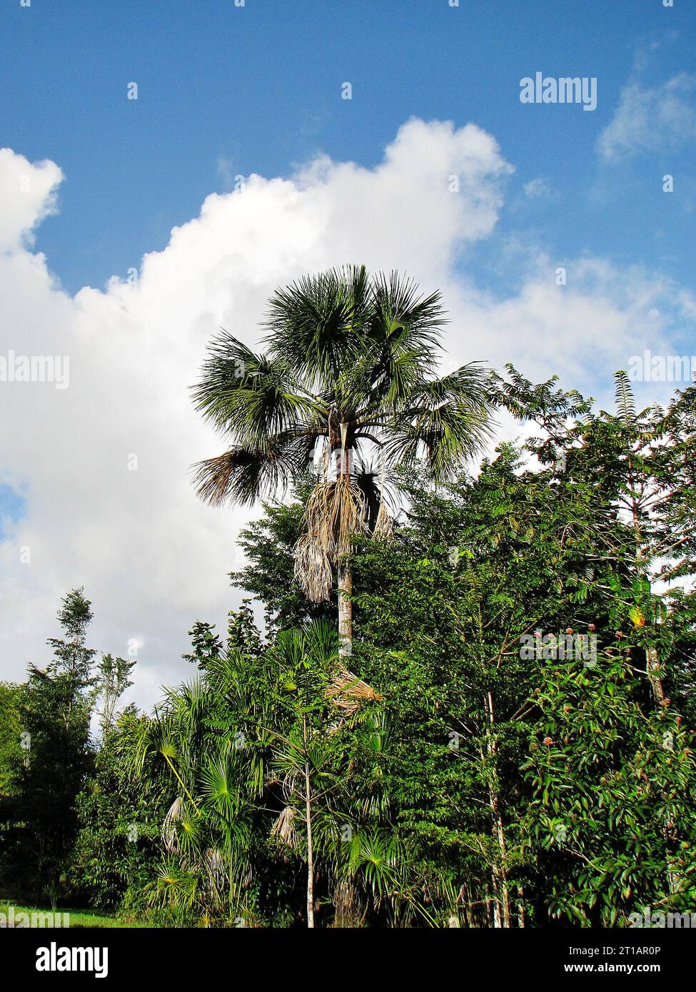Moriche Palm in Aripo Savannahs Stockfoto