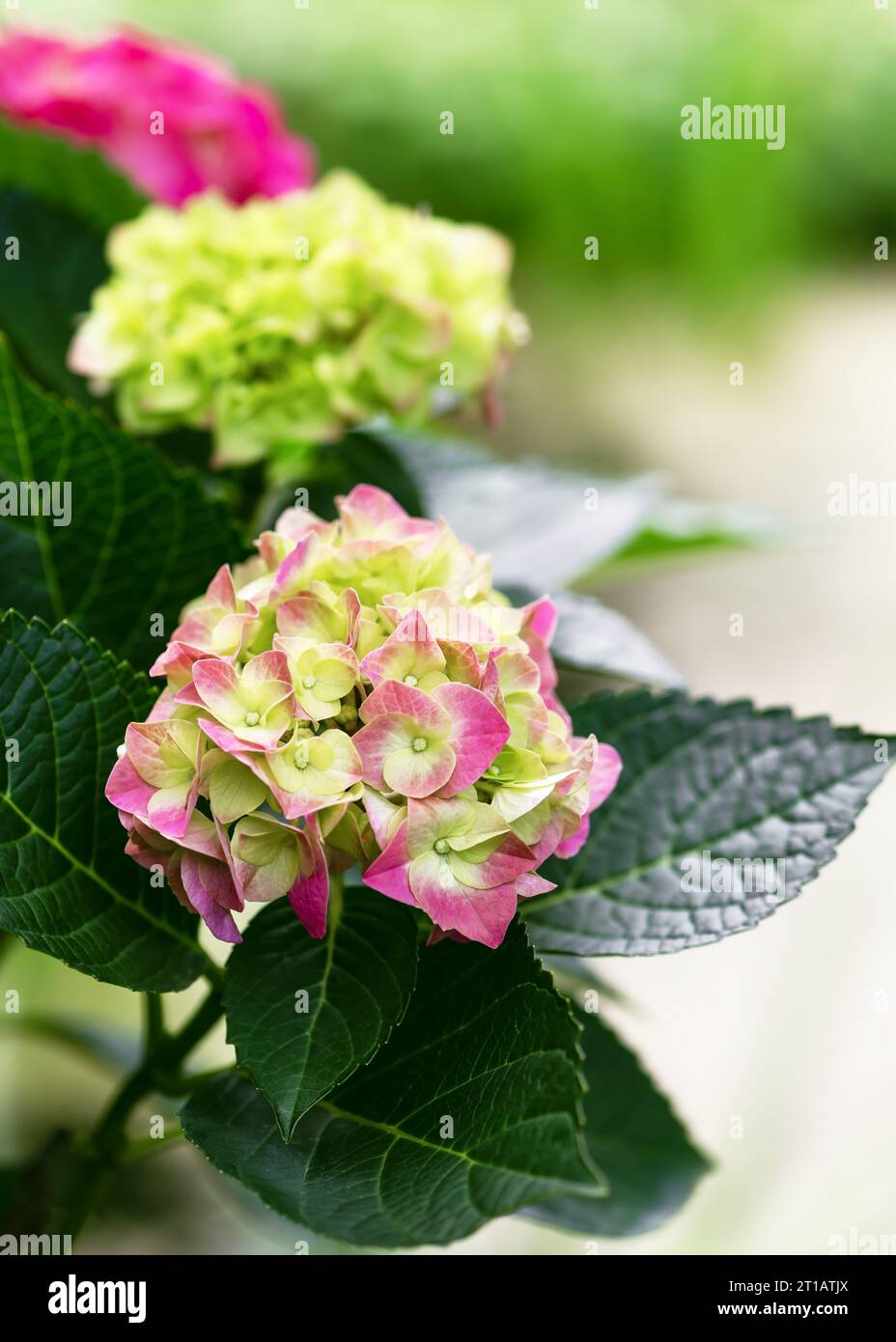 Wunderschöne rosa, grüne Hortensie Blumen (Hortensie macrophylla) im Hüttengarten. Unscharfer Hintergrund. Kopierbereich. Stockfoto