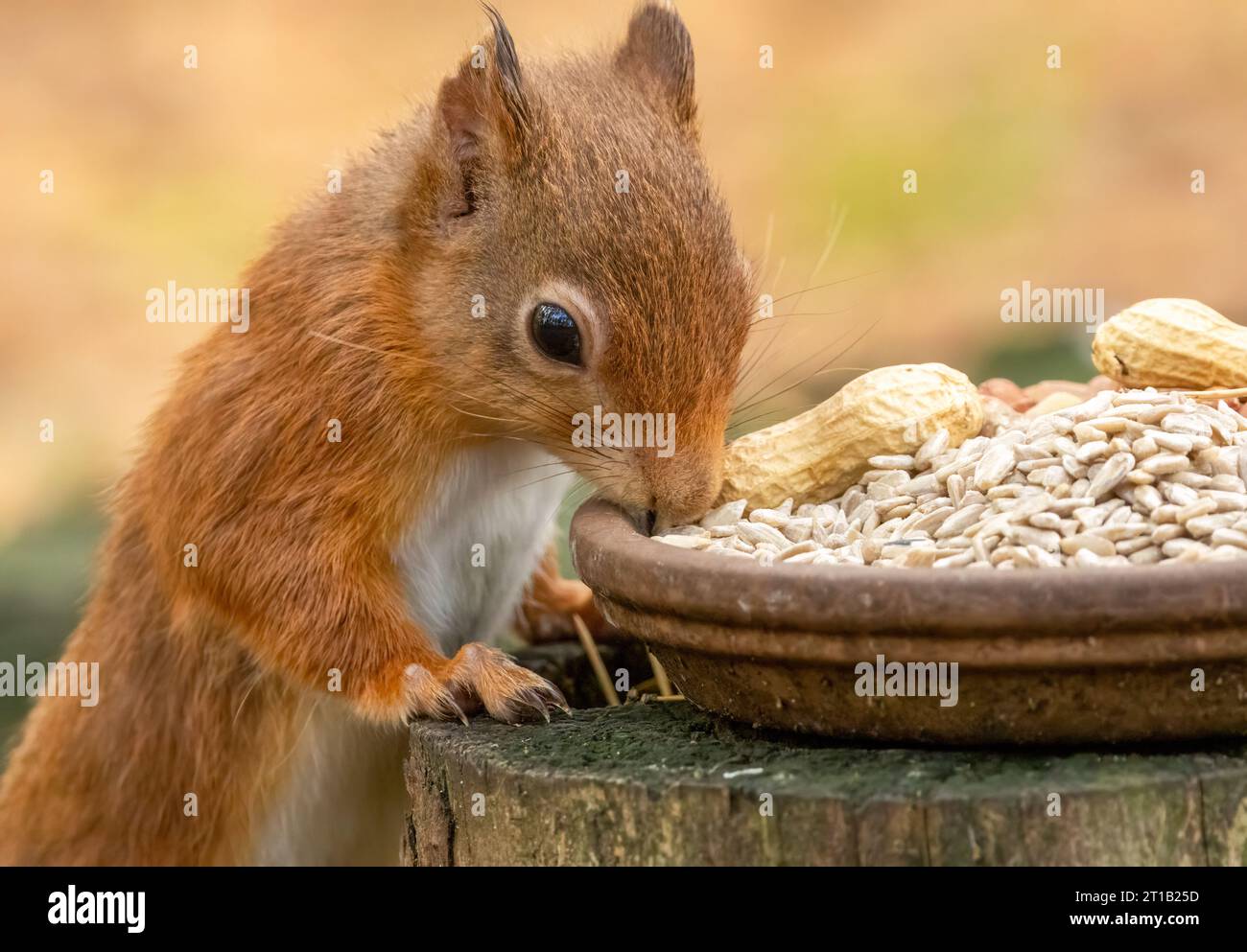 Hungriges kleines schottisches Eichhörnchen isst Sonnenblumenkerne aus einer Schüssel im Wald Stockfoto