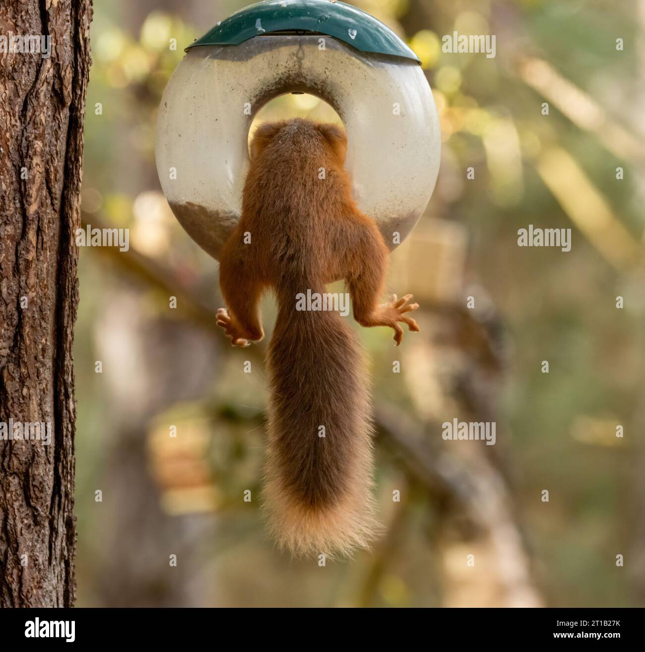 Lustiges, kleines schottisches Eichhörnchen, das in einem Vogelfutter schwingt und Sonnenblumenherzen im Wald isst Stockfoto