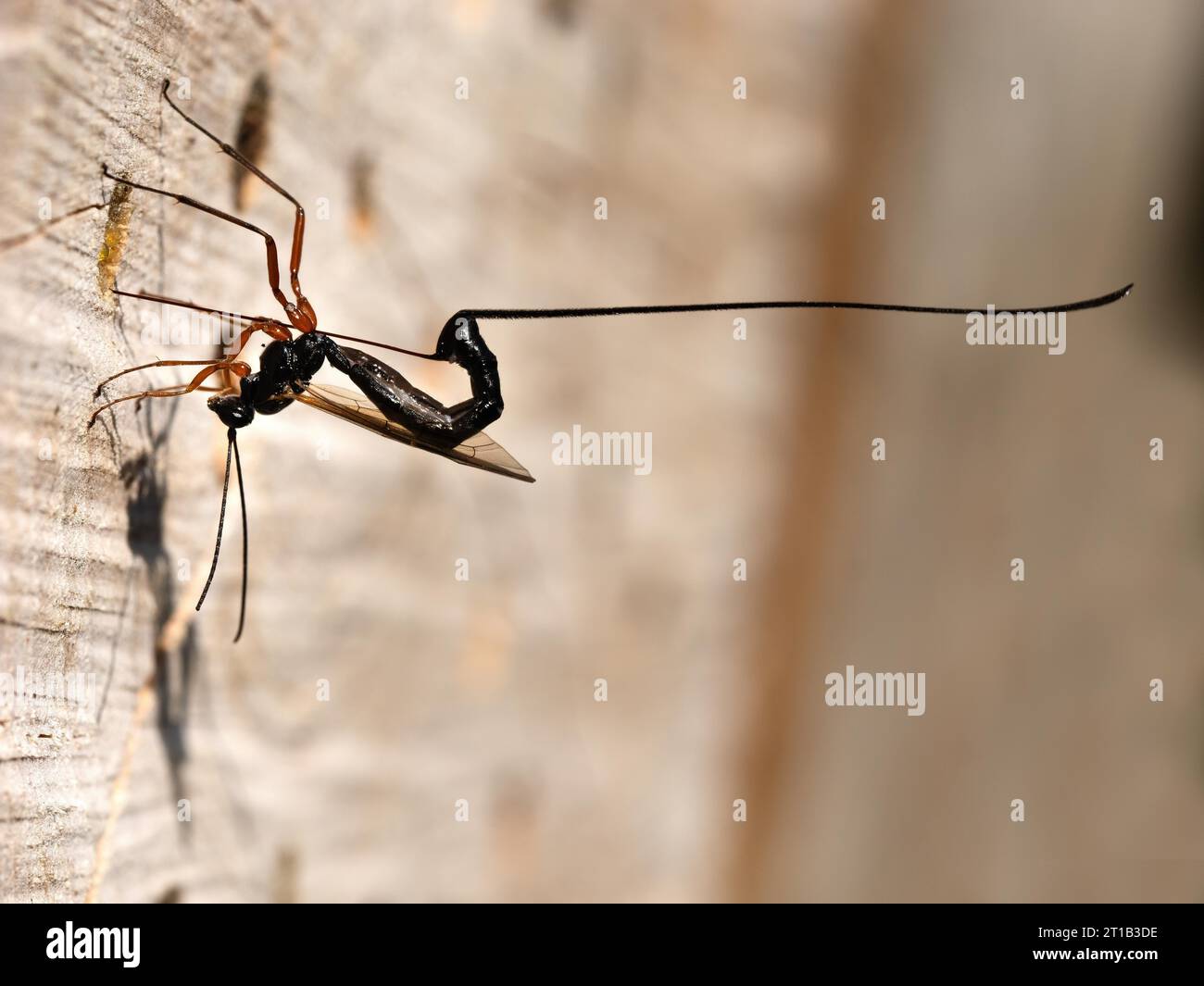 Die Rotbeinwespe (Ephialtes Manifestator) sticht mit ihrem langen Eiereier in das Loch mit den Insektenlarven der Wildbiene und legt ein Ei ab Stockfoto