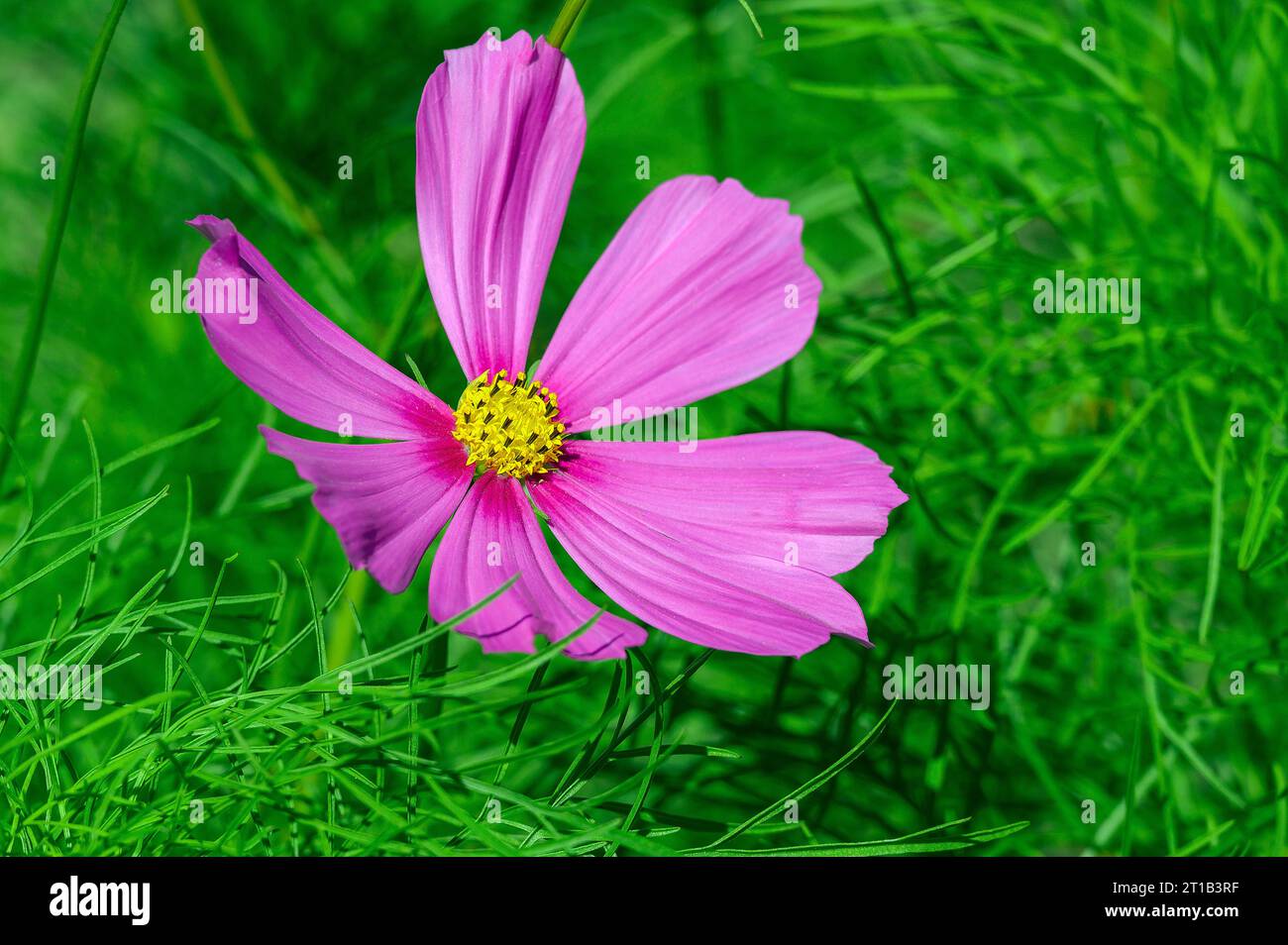 Mexikanischer Aster (Cosmos bipinnatus) (Syn.: Cosmea bipinnata), Schwaben, Bayern, Deutschland Stockfoto